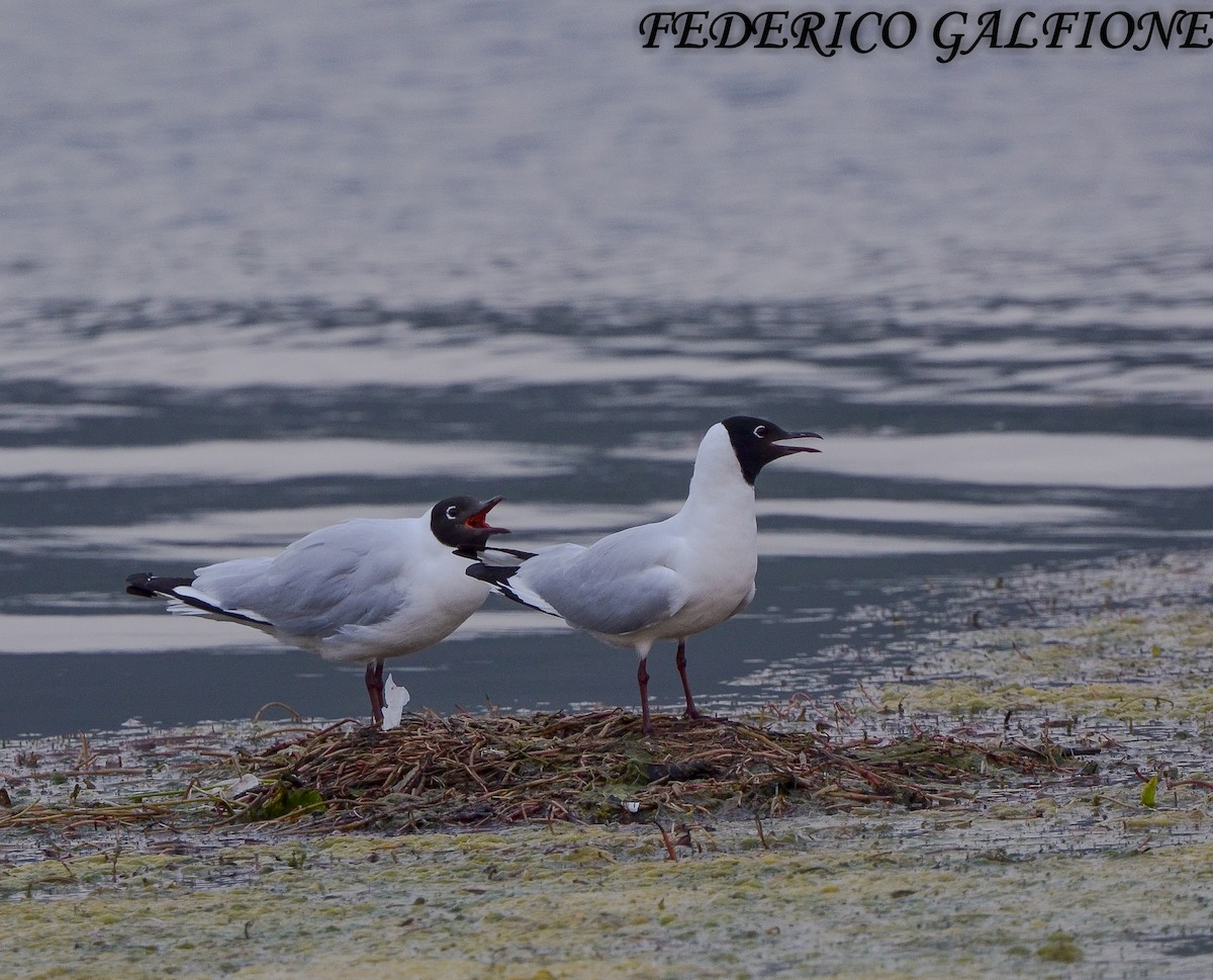 Andean Gull - ML643467727