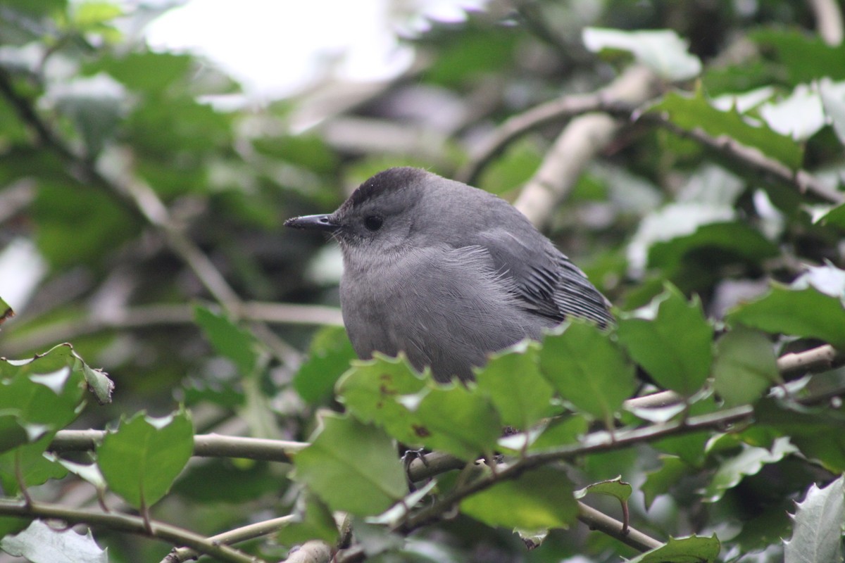 Gray Catbird - ML643467731