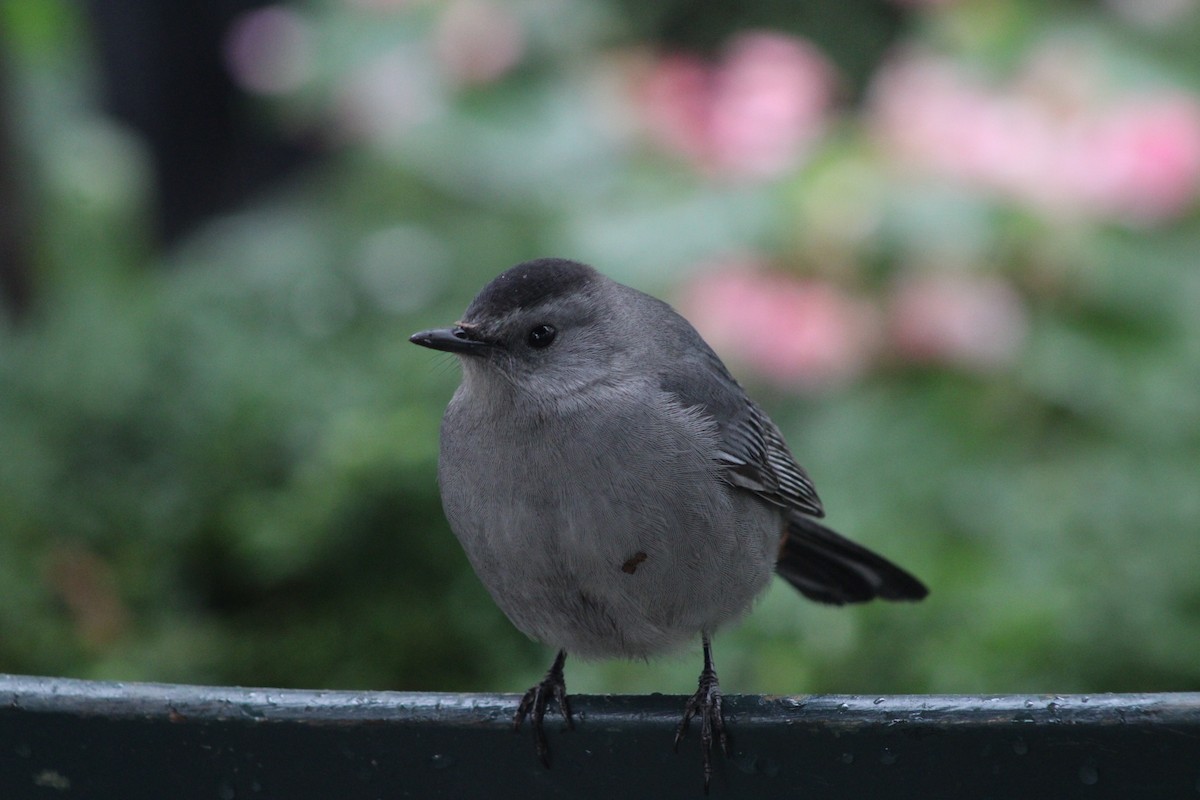 Gray Catbird - ML643467732