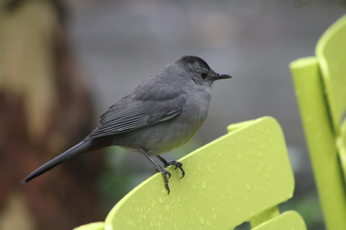 Gray Catbird - ML643467733