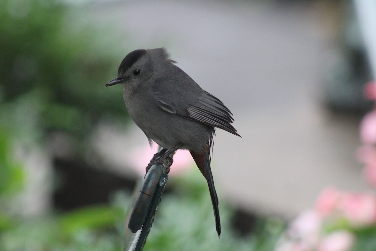 Gray Catbird - ML643467734