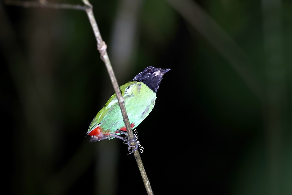 Western Hooded Pitta (Sunda) - ML643467735