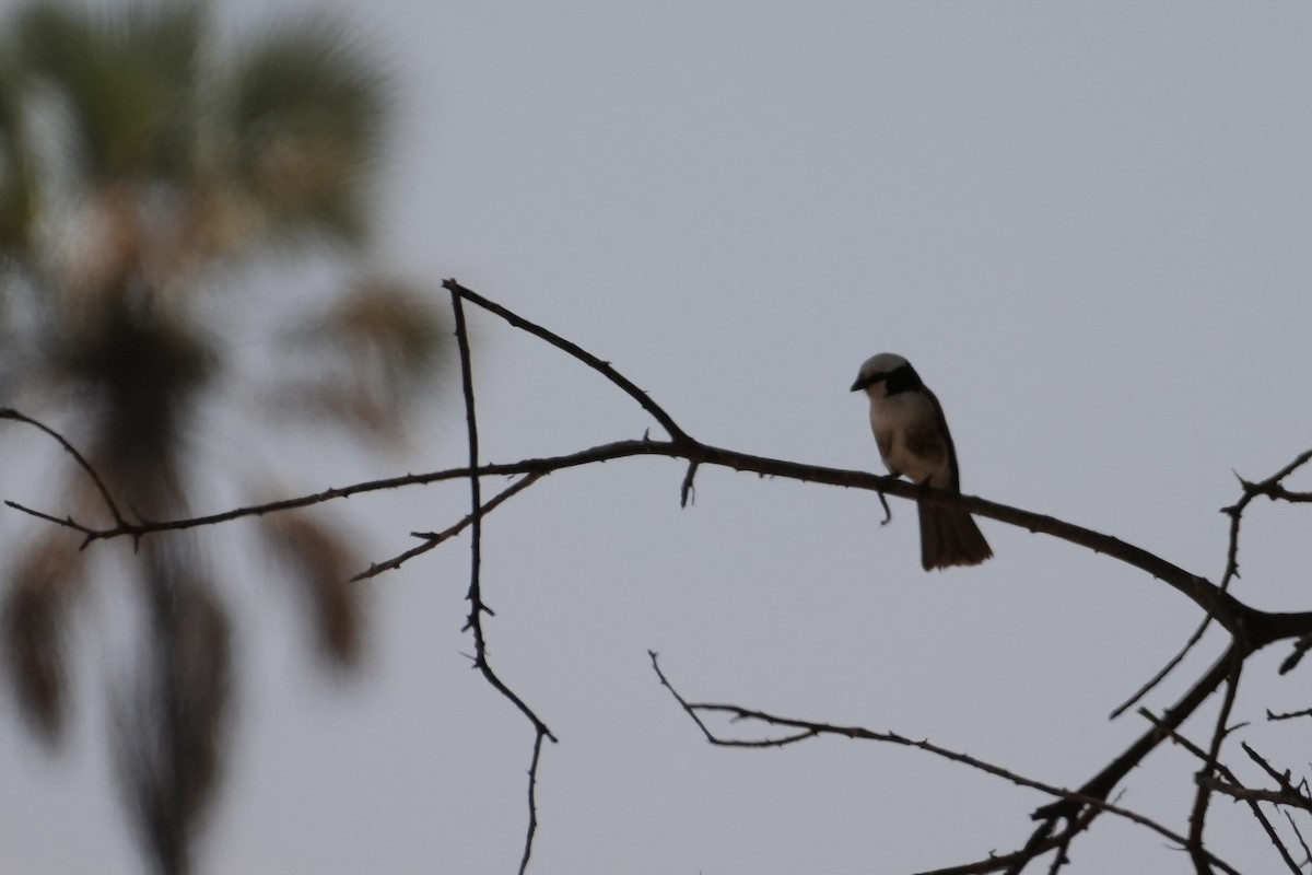 White-rumped Shrike - ML643467736