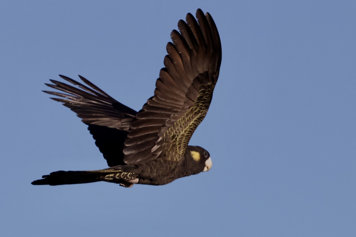 Gelbschwanz-Rabenkakadu - ML643467746