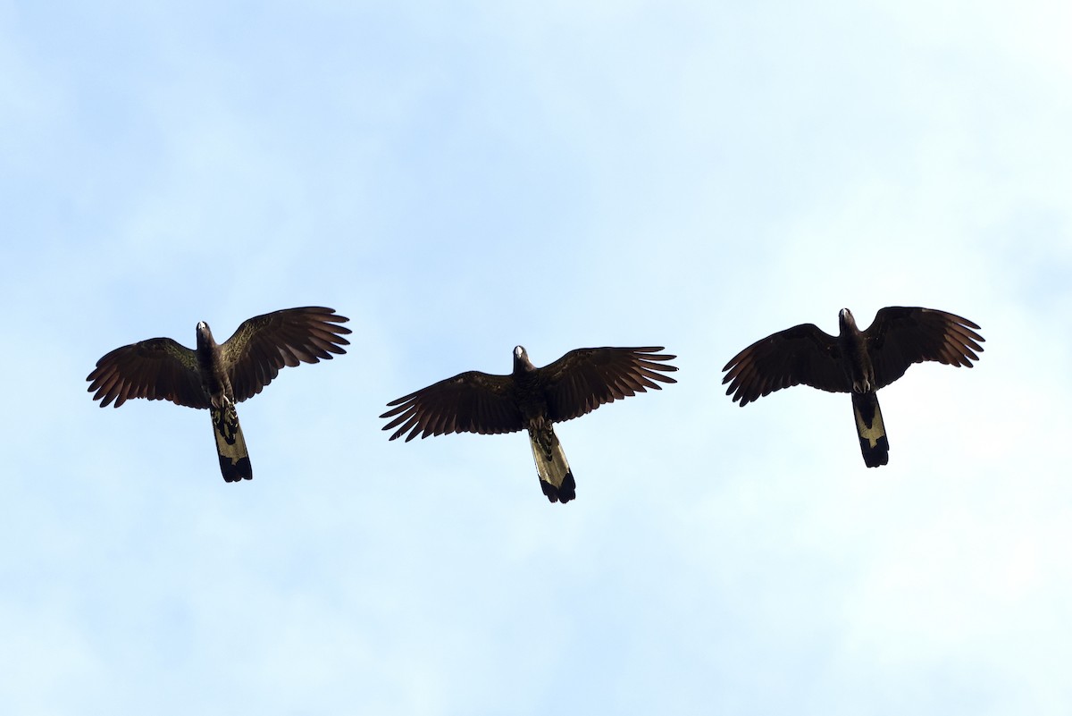 Gelbschwanz-Rabenkakadu - ML643467747