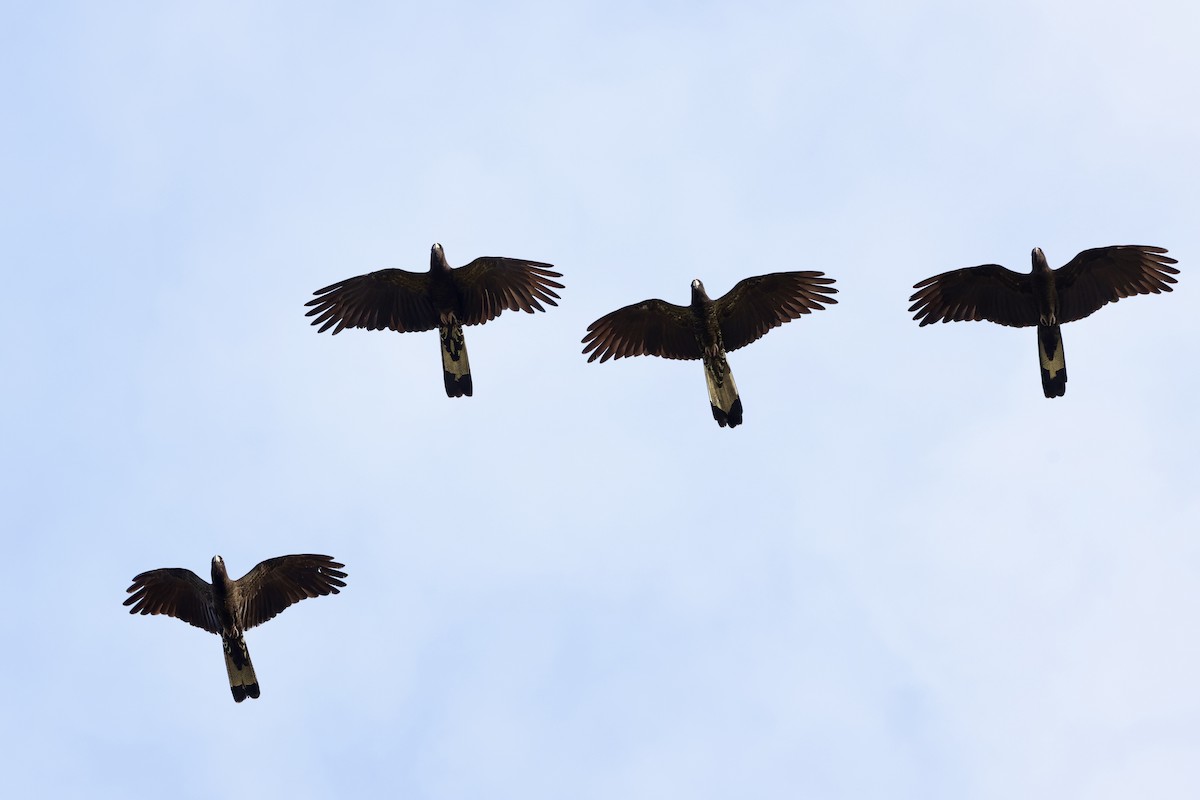 Gelbschwanz-Rabenkakadu - ML643467748