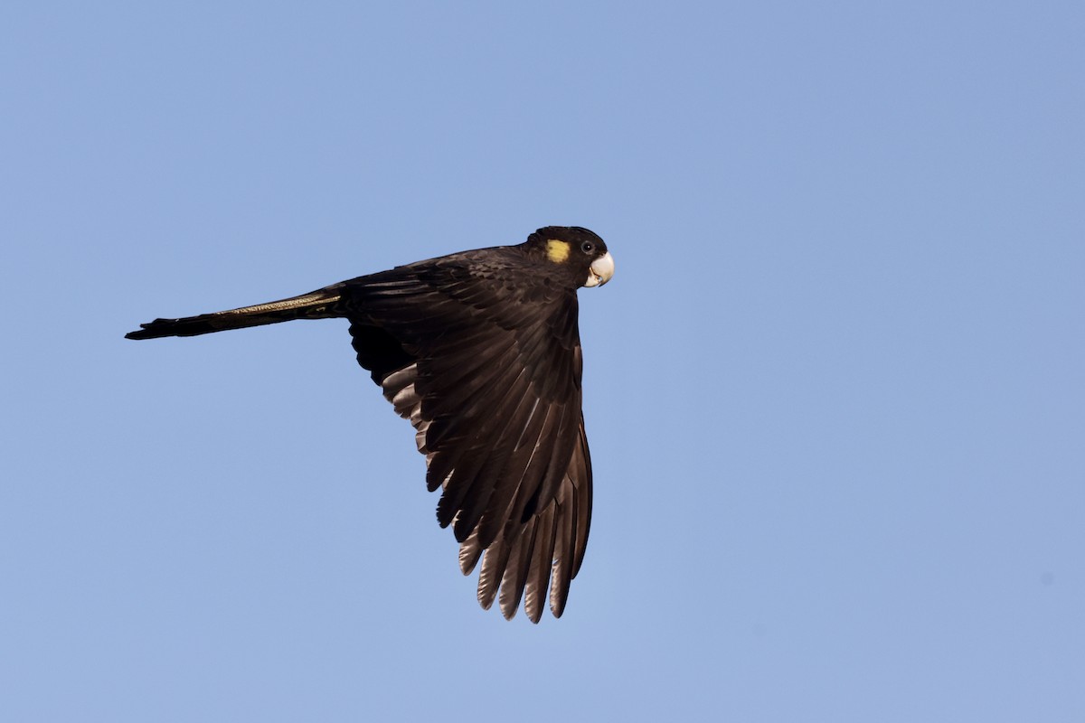 Gelbschwanz-Rabenkakadu - ML643467749