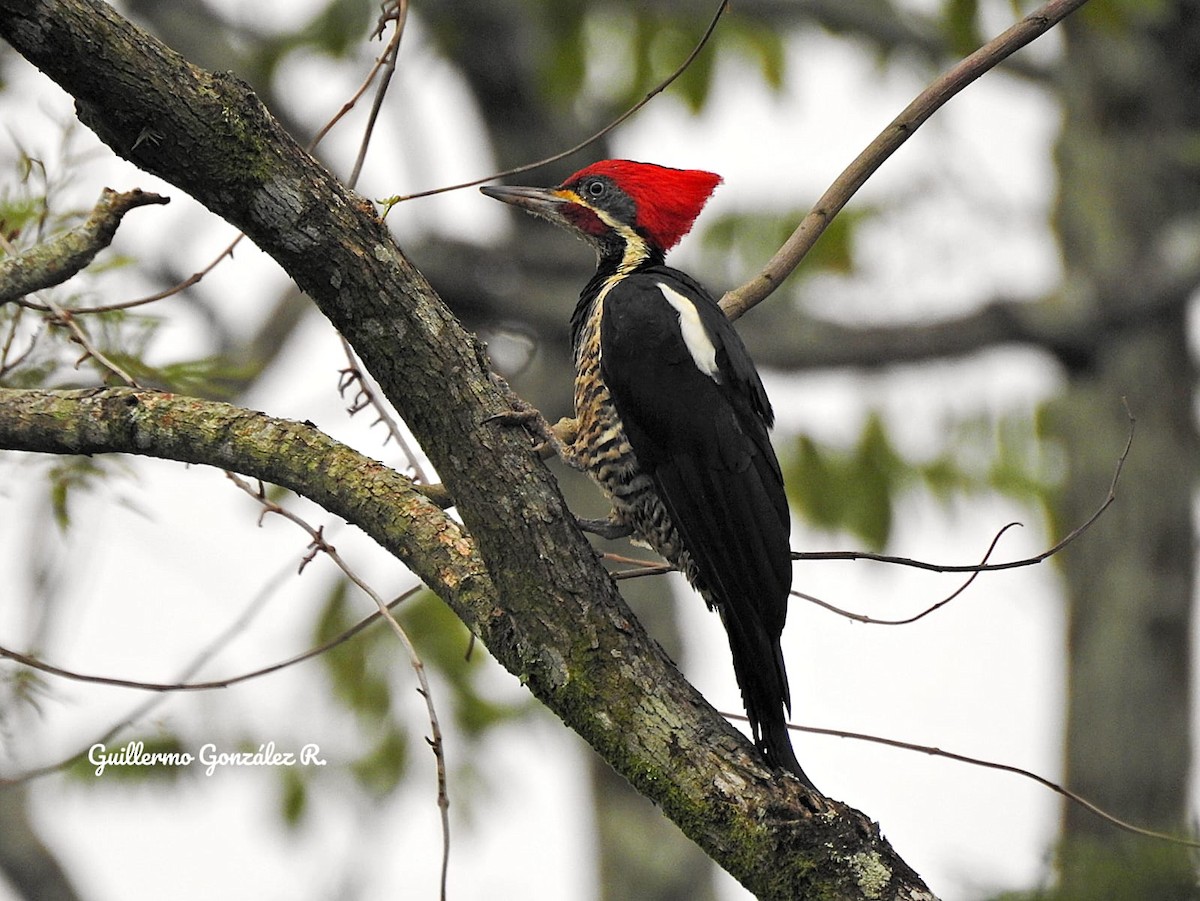 datel proužkovaný - ML643467765