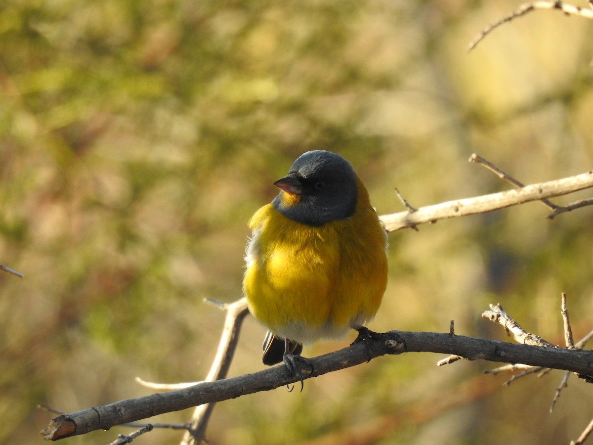 Gray-hooded Sierra Finch - ML643467766