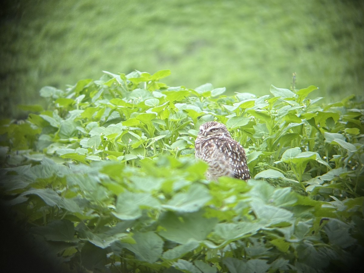 Peruvian Pygmy-Owl - ML643467767