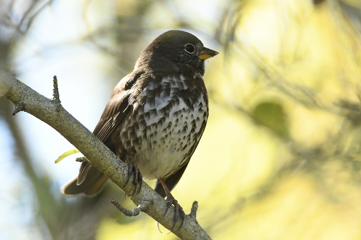 Fox Sparrow - ML643467772
