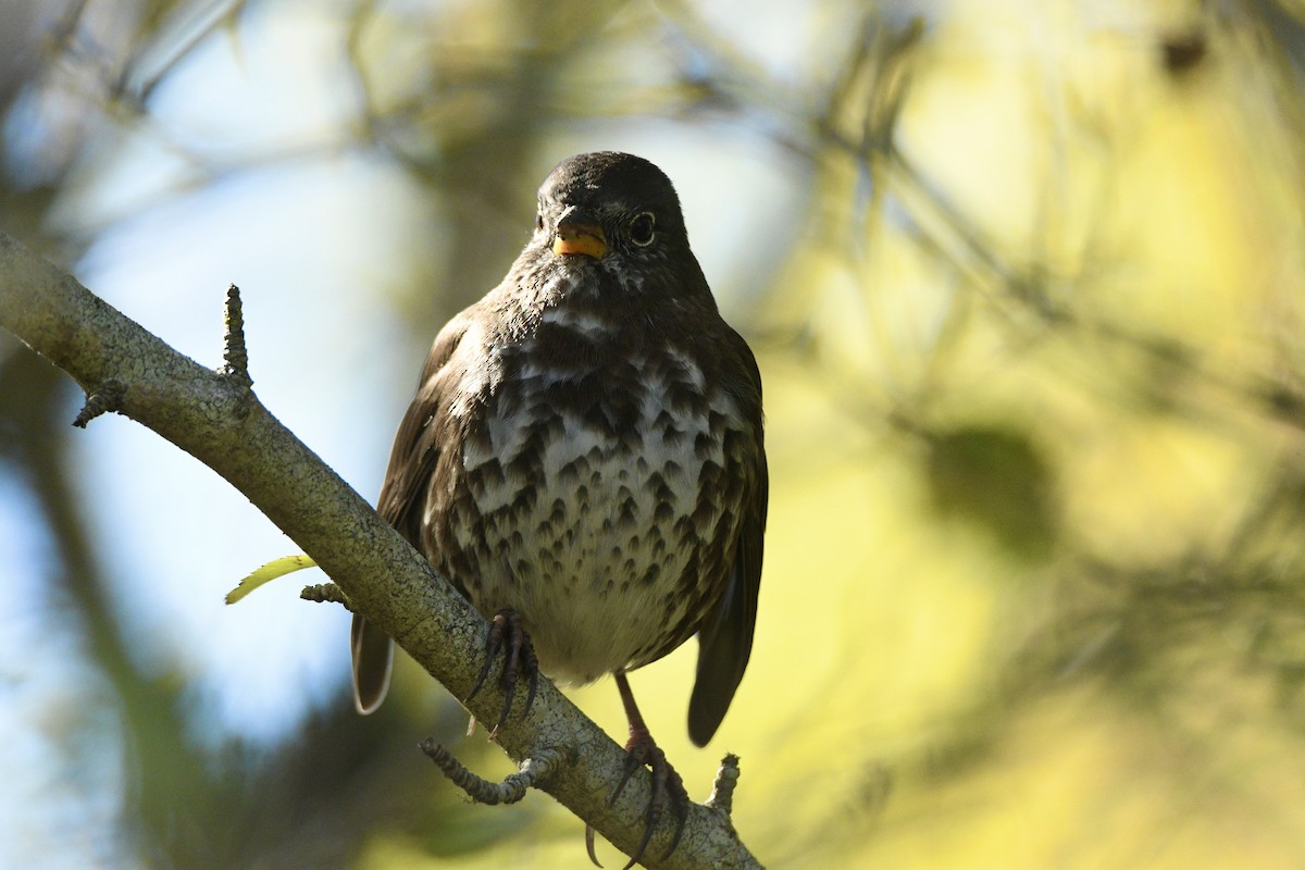 Fox Sparrow - ML643467773