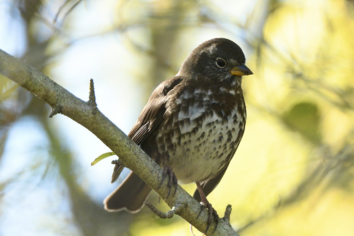 Fox Sparrow - ML643467774