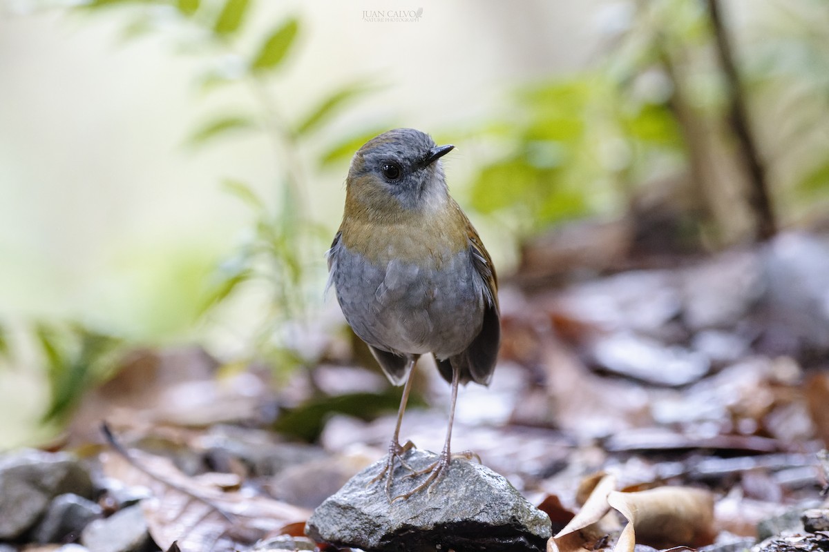 Black-billed Nightingale-Thrush - ML643467775