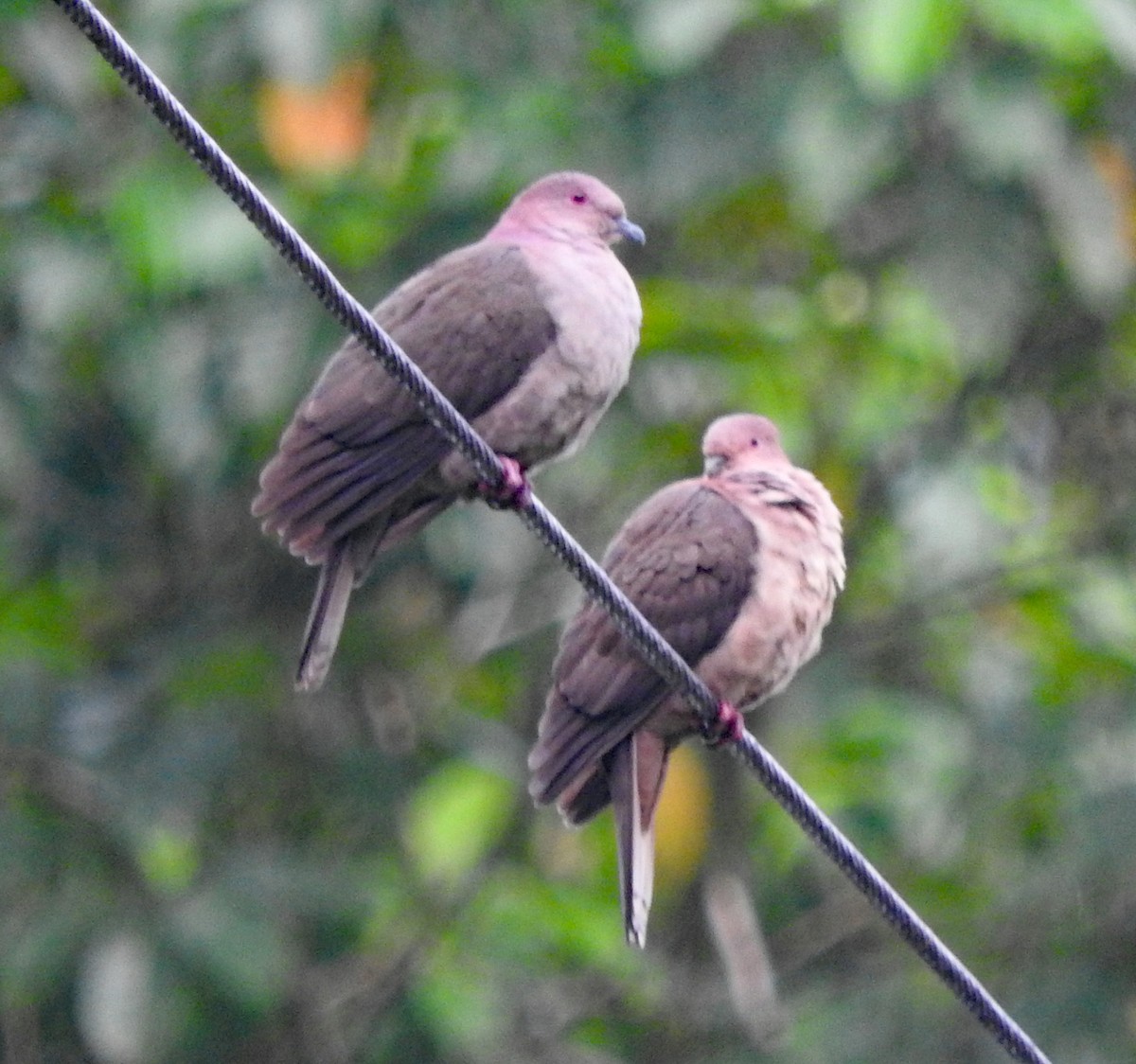 holub krátkozobý - ML643467776