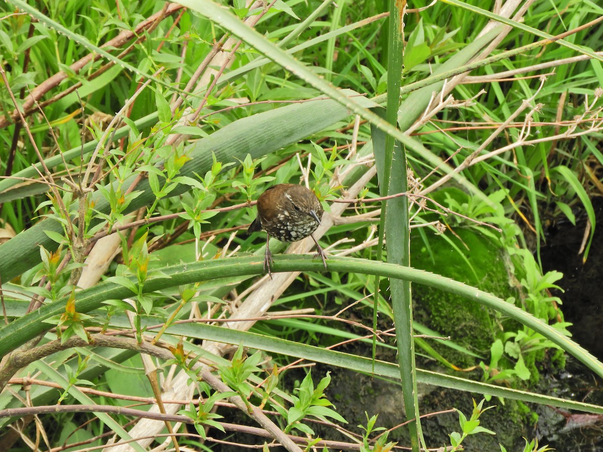 Sharp-tailed Streamcreeper - ML643467782