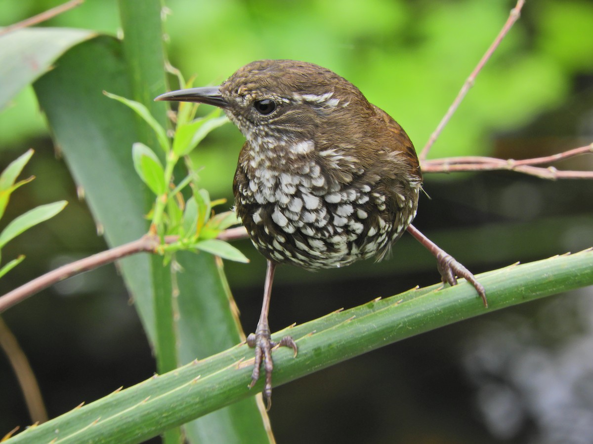 Sharp-tailed Streamcreeper - ML643467783