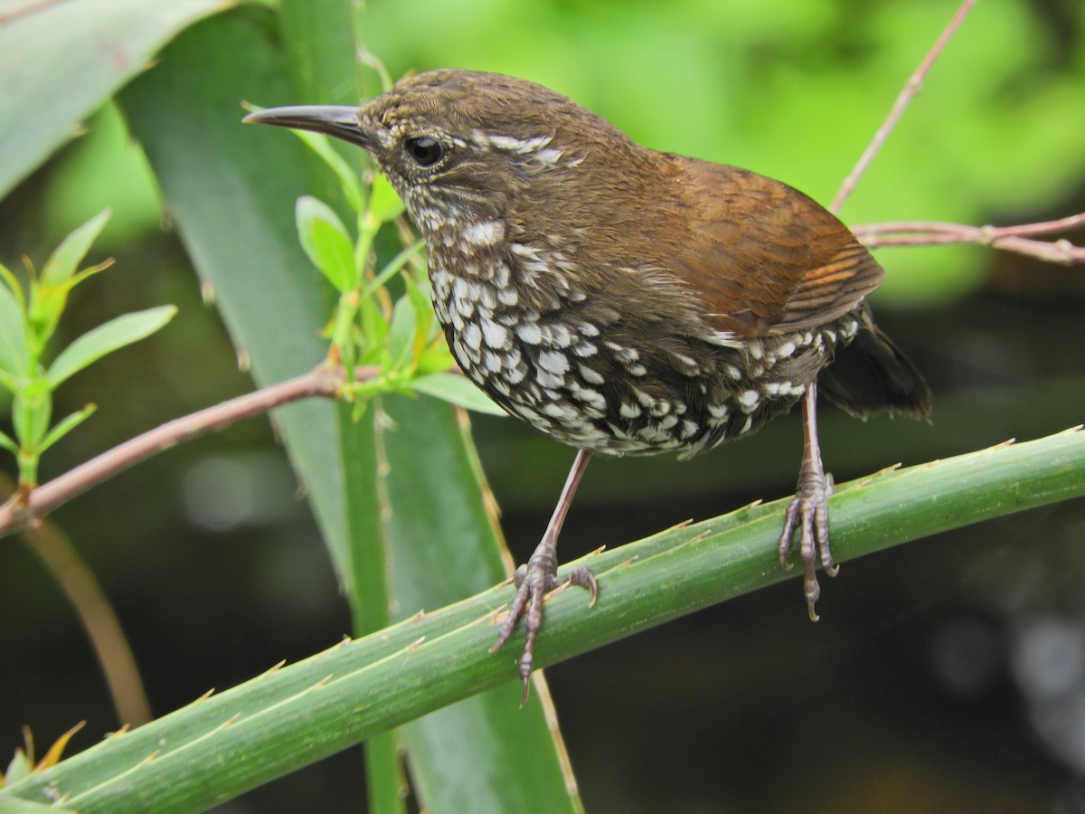 Sharp-tailed Streamcreeper - ML643467784