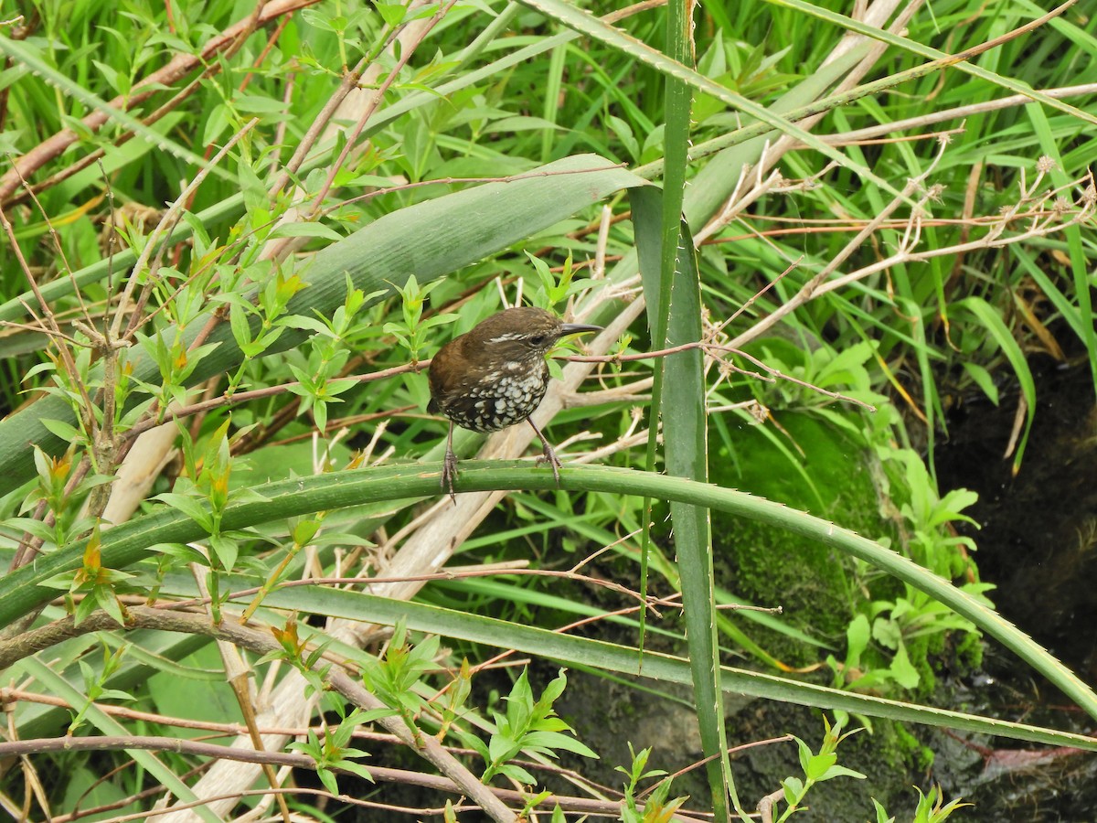 Sharp-tailed Streamcreeper - ML643467785