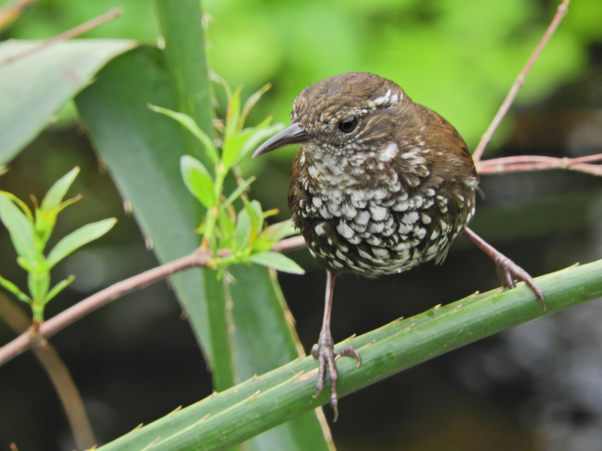 Sharp-tailed Streamcreeper - ML643467786