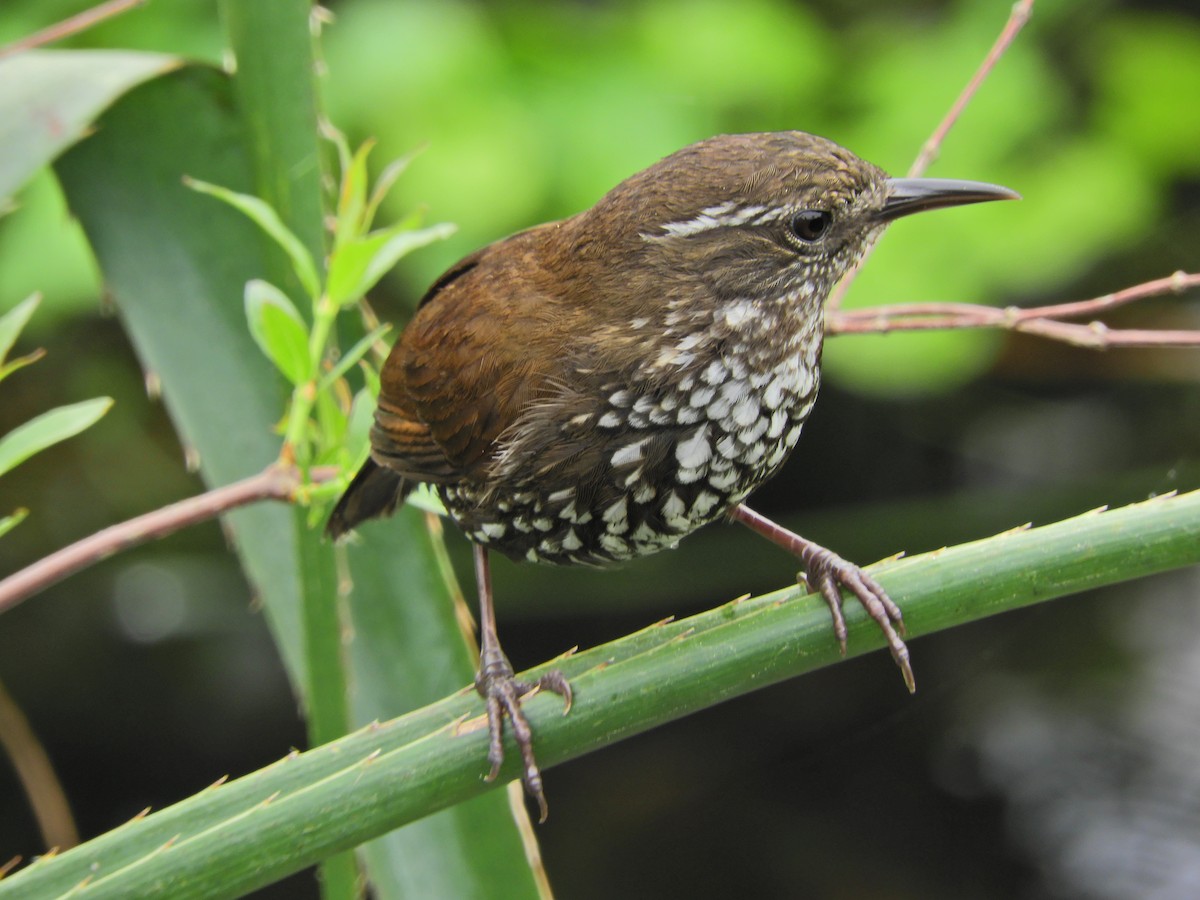 Sharp-tailed Streamcreeper - ML643467787