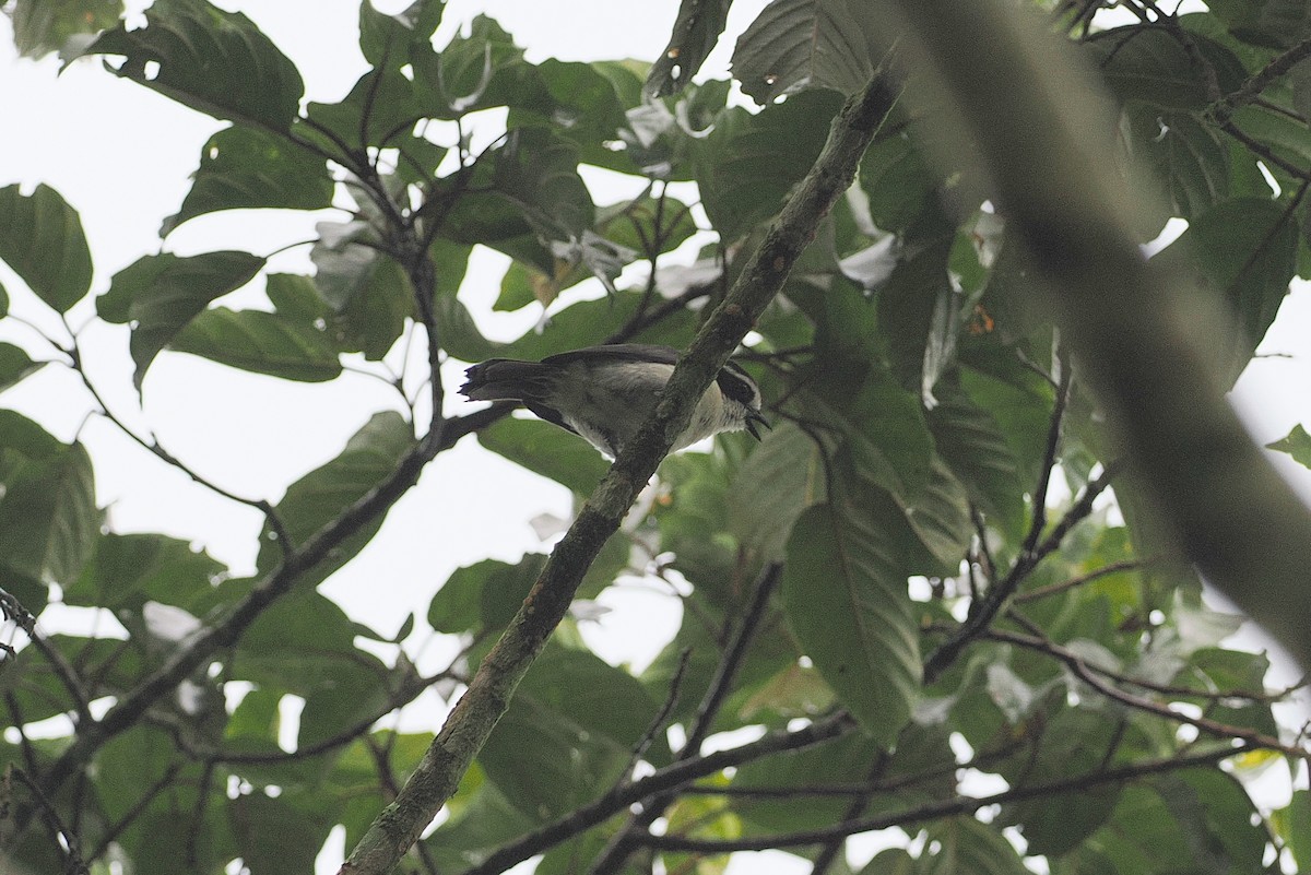 Gray-green Bushshrike - ML643467800