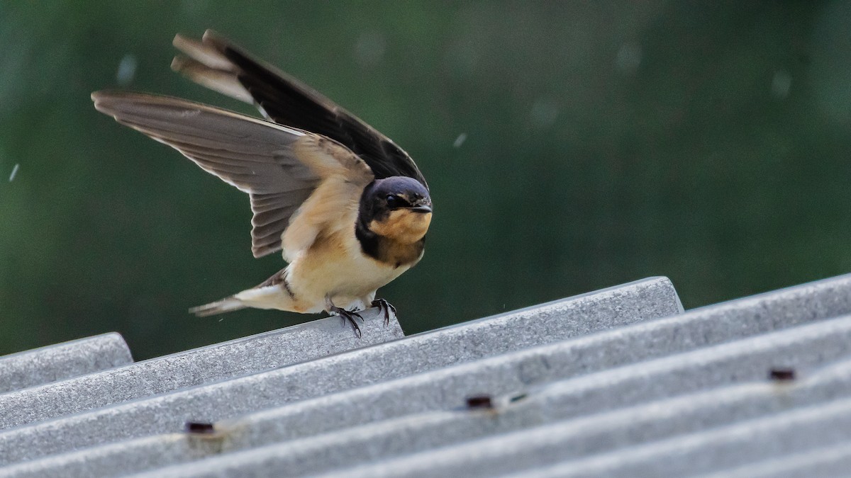 Barn Swallow (American) - ML643467805