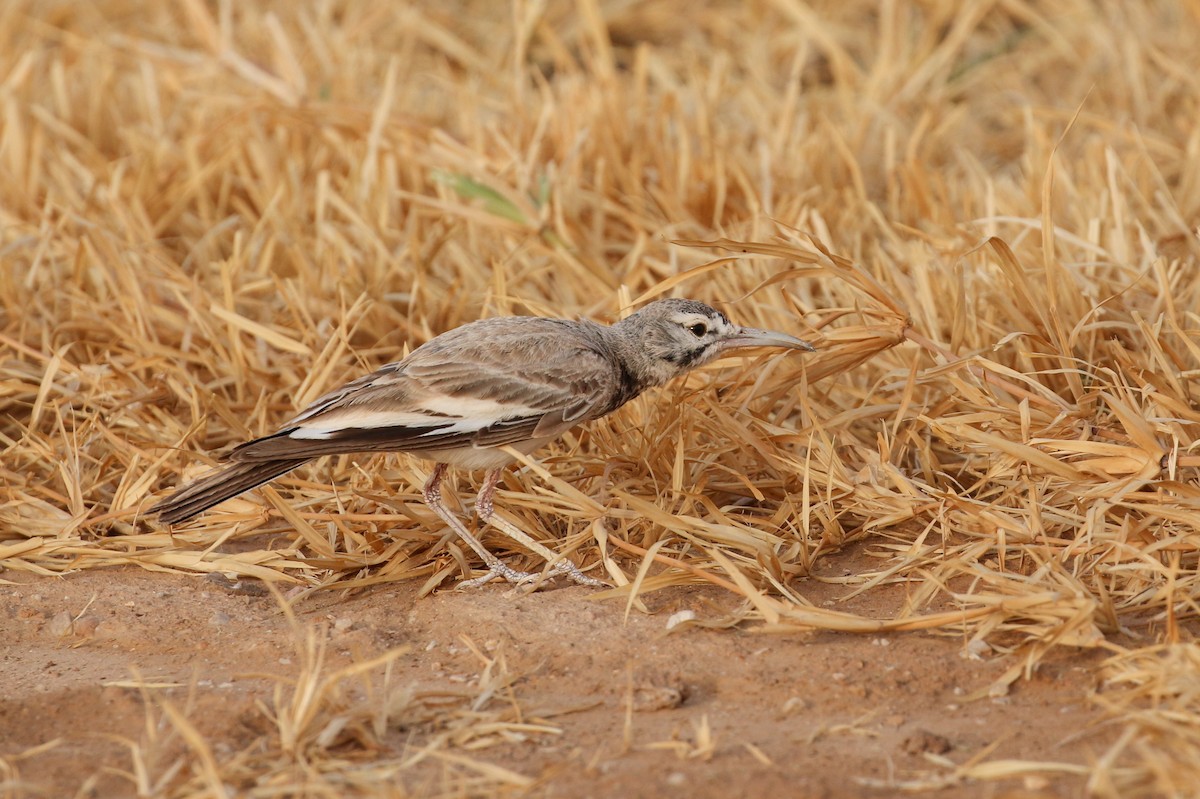 Greater Hoopoe-Lark - ML64346781