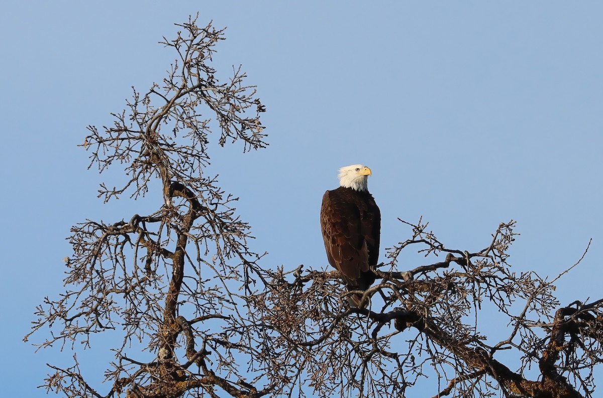 Bald Eagle - ML643467852