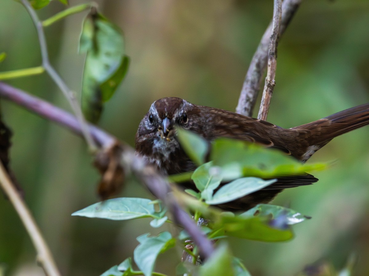 Song Sparrow - ML643467858