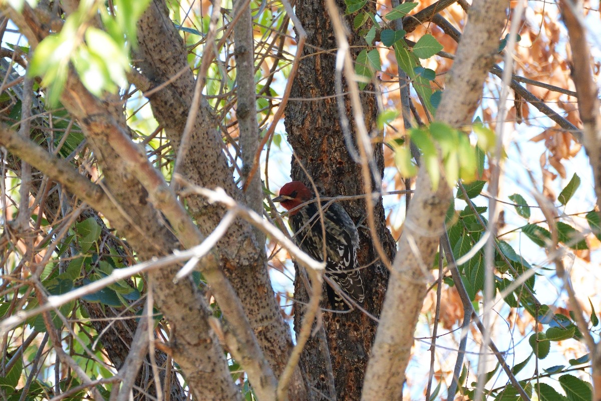 Red-breasted Sapsucker - ML643467864