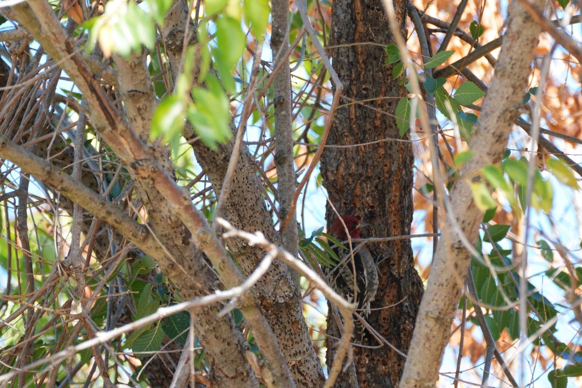 Red-breasted Sapsucker - ML643467865