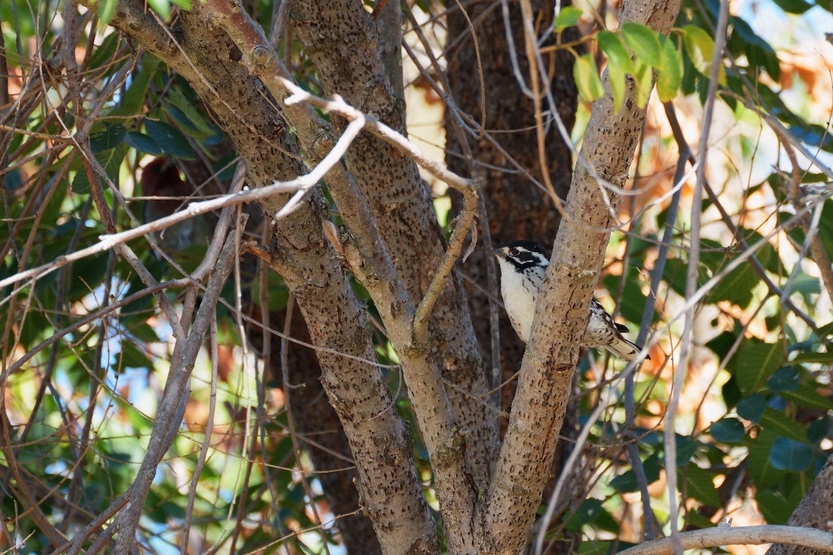 Nuttall's Woodpecker - ML643467871