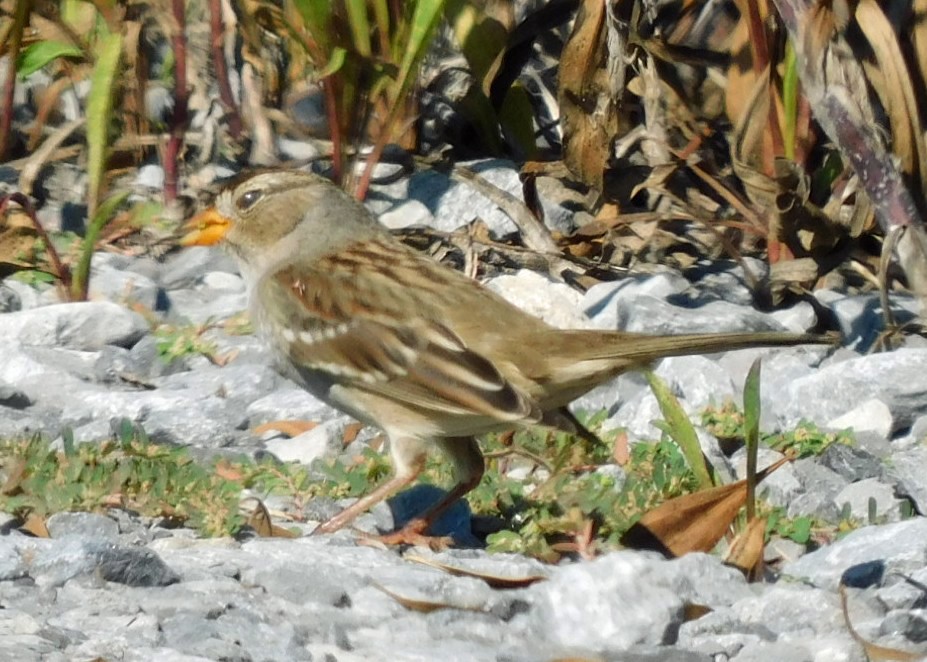 Bruant à couronne blanche - ML643467886