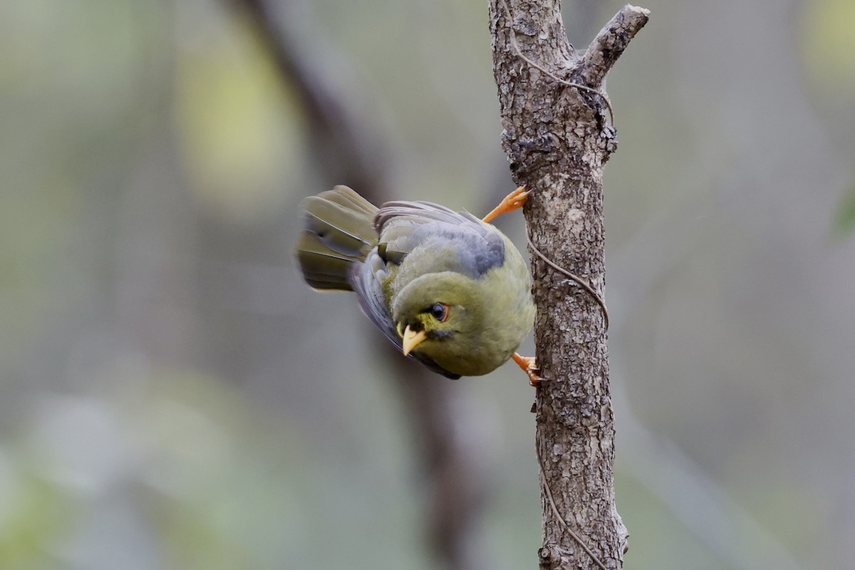 Bell Miner - ML643467896