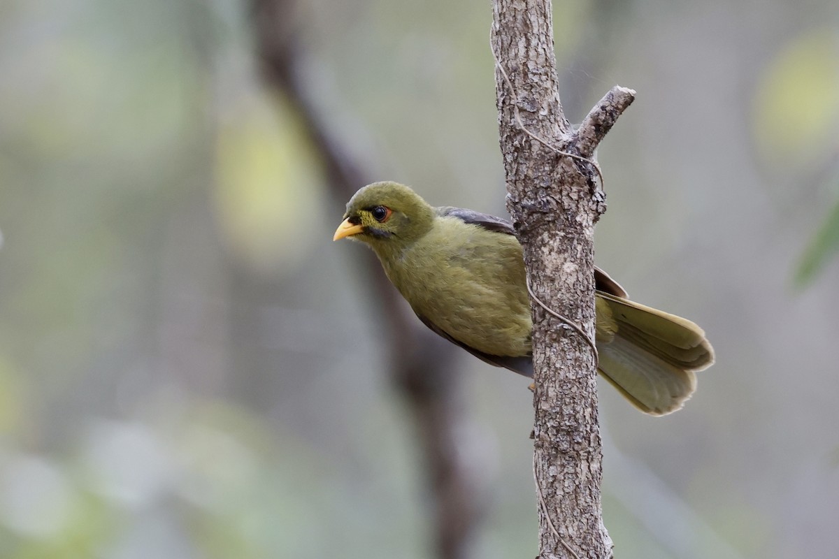 Bell Miner - ML643467897