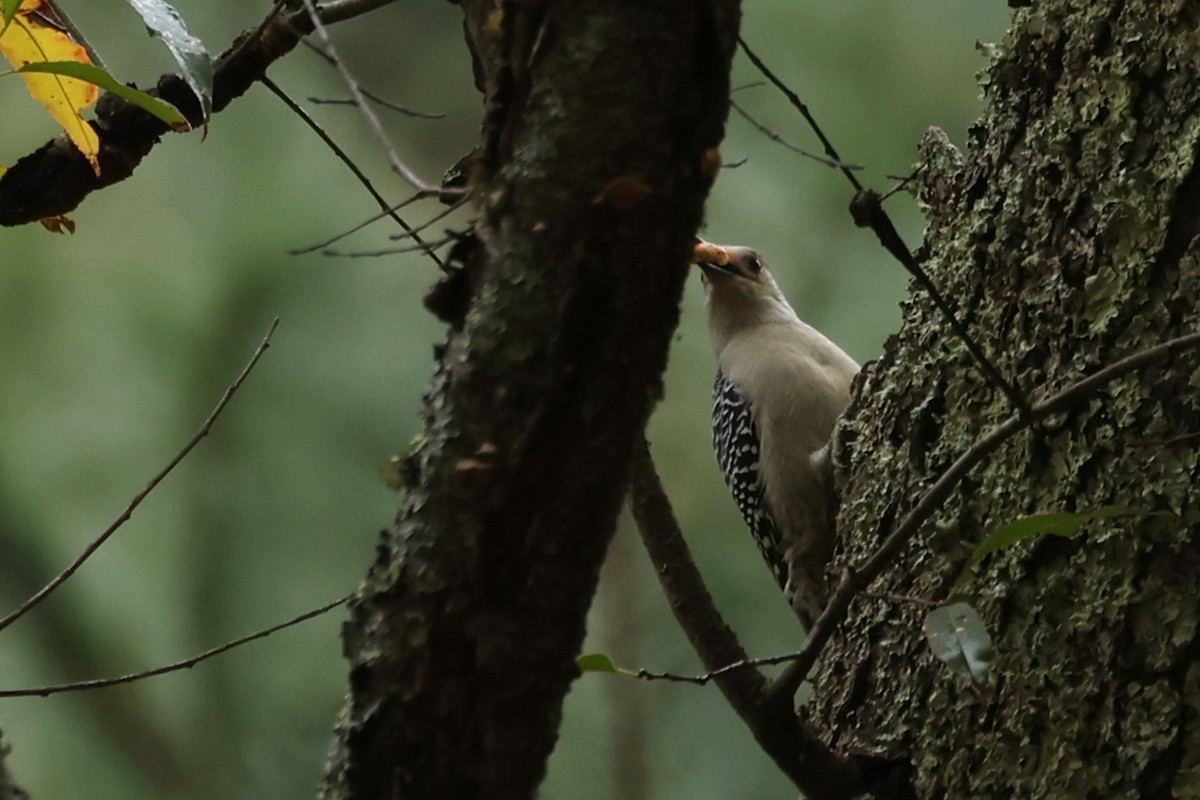 Red-bellied Woodpecker - ML643467899