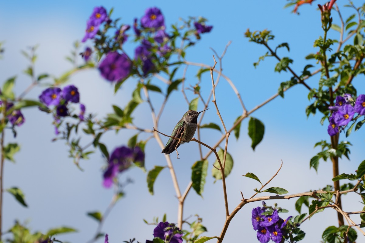 Anna's Hummingbird - ML643467900