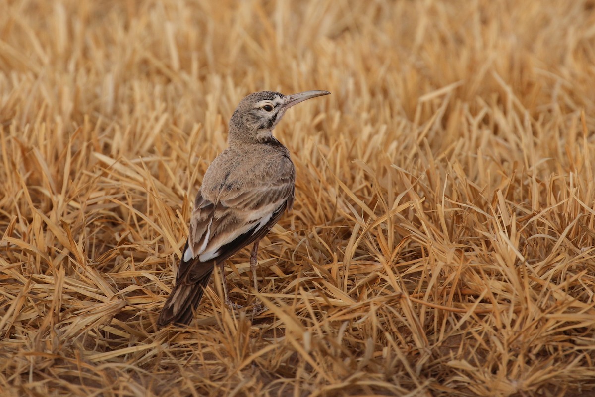 Greater Hoopoe-Lark - ML64346791