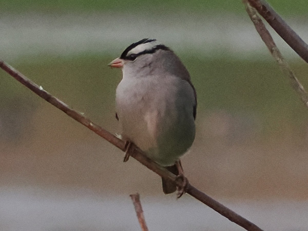Bruant à couronne blanche - ML643467918