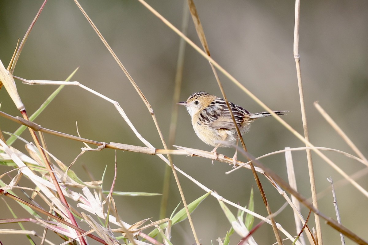 Goldkopf-Zistensänger - ML643467925