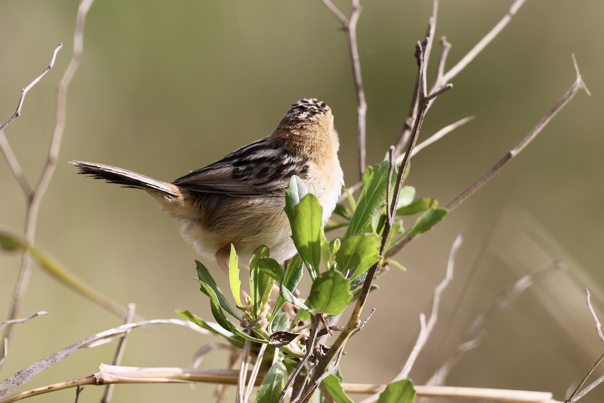 Goldkopf-Zistensänger - ML643467926