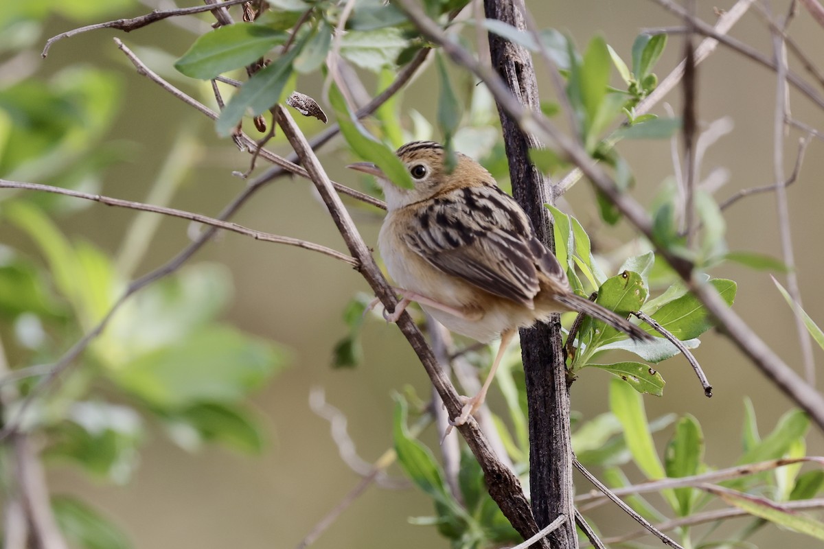 Goldkopf-Zistensänger - ML643467927