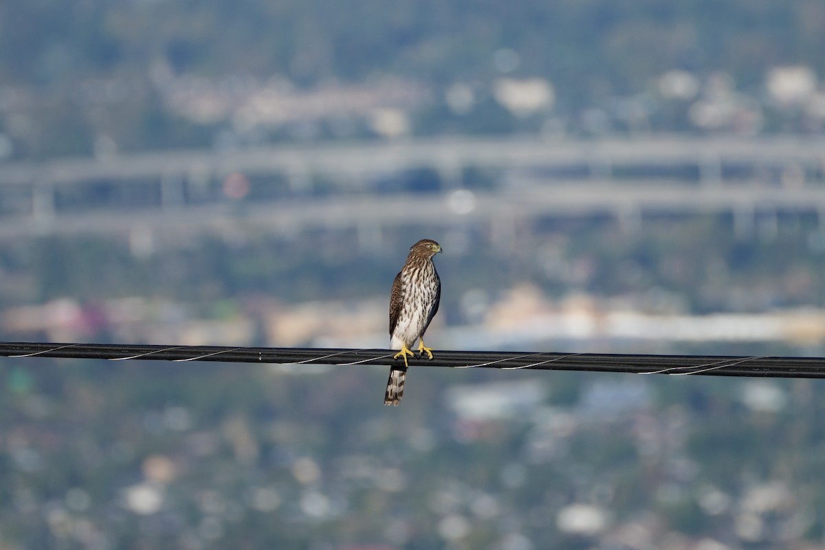 Cooper's Hawk - ML643467933