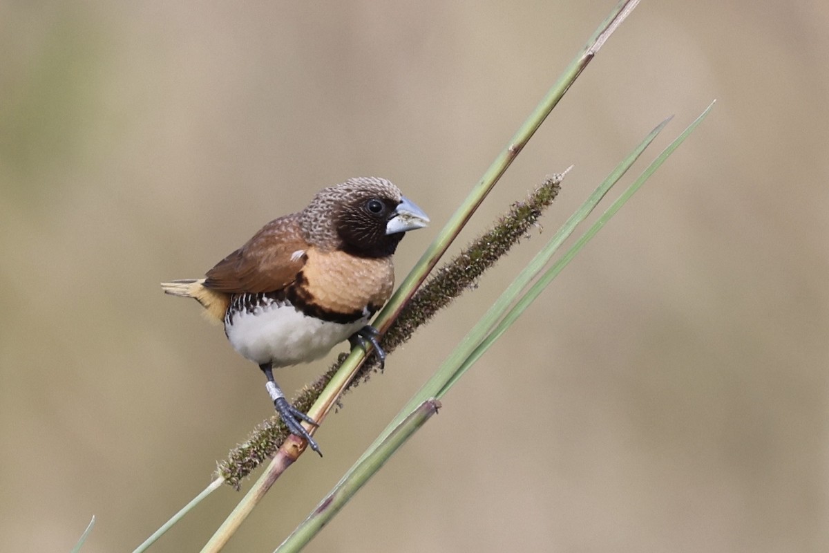 Braunbrustnonne - ML643467950