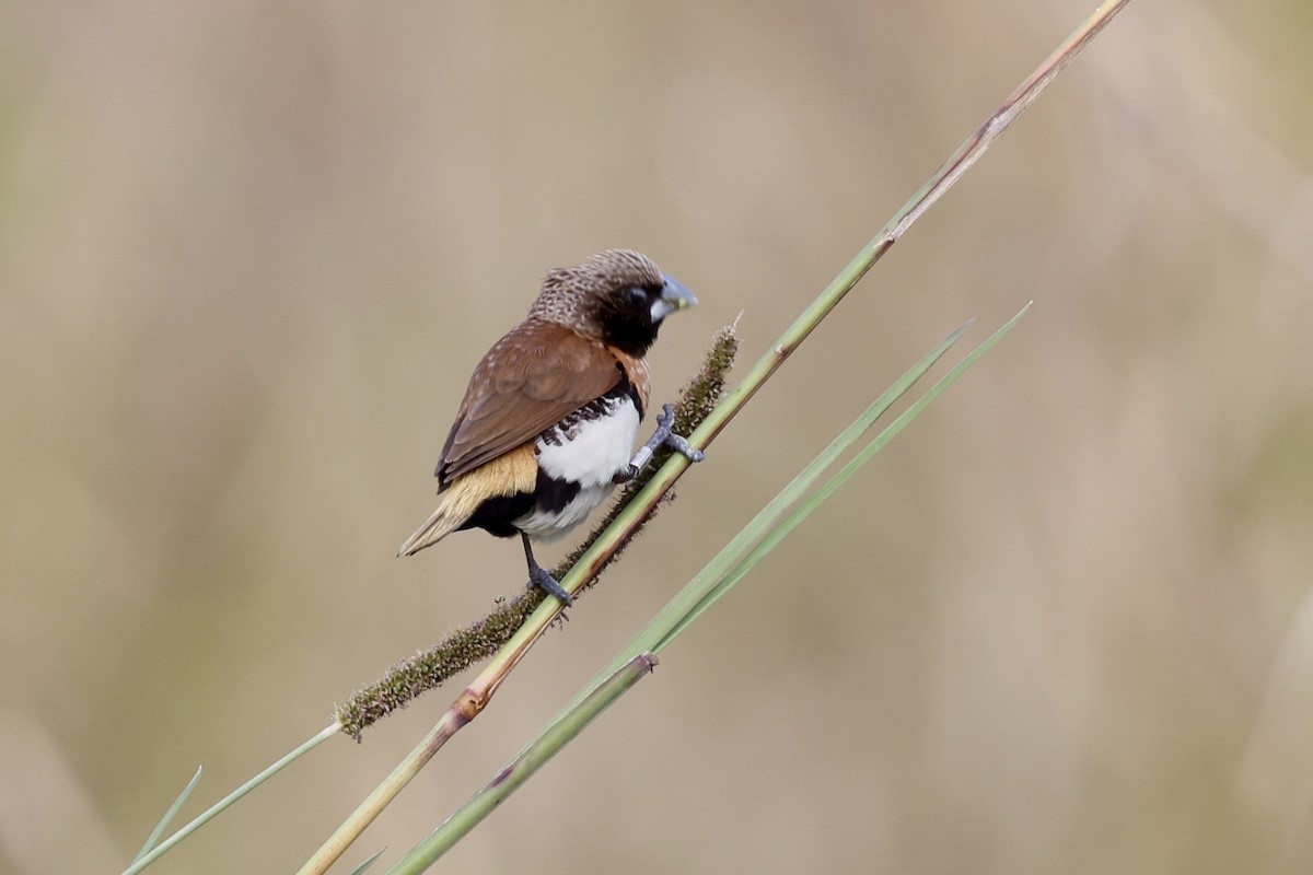 Braunbrustnonne - ML643467951