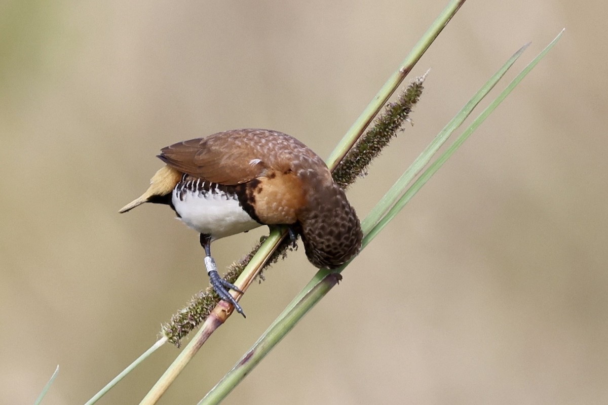 Braunbrustnonne - ML643467952