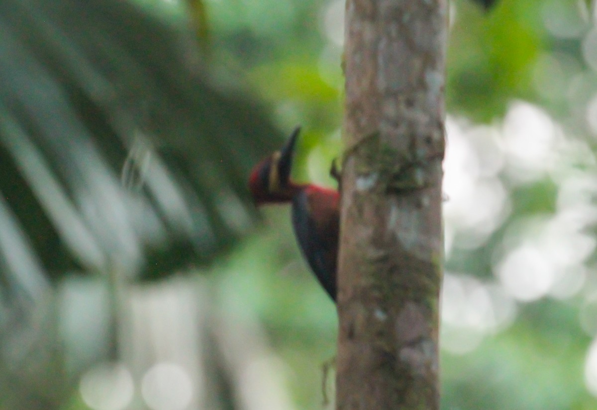 Crimson-bellied Woodpecker - ML643467953