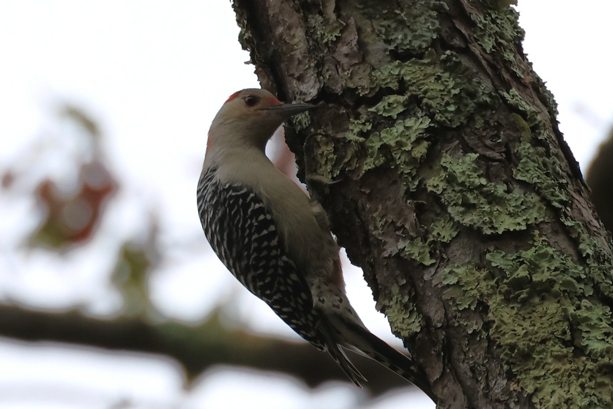 Red-bellied Woodpecker - ML643467954