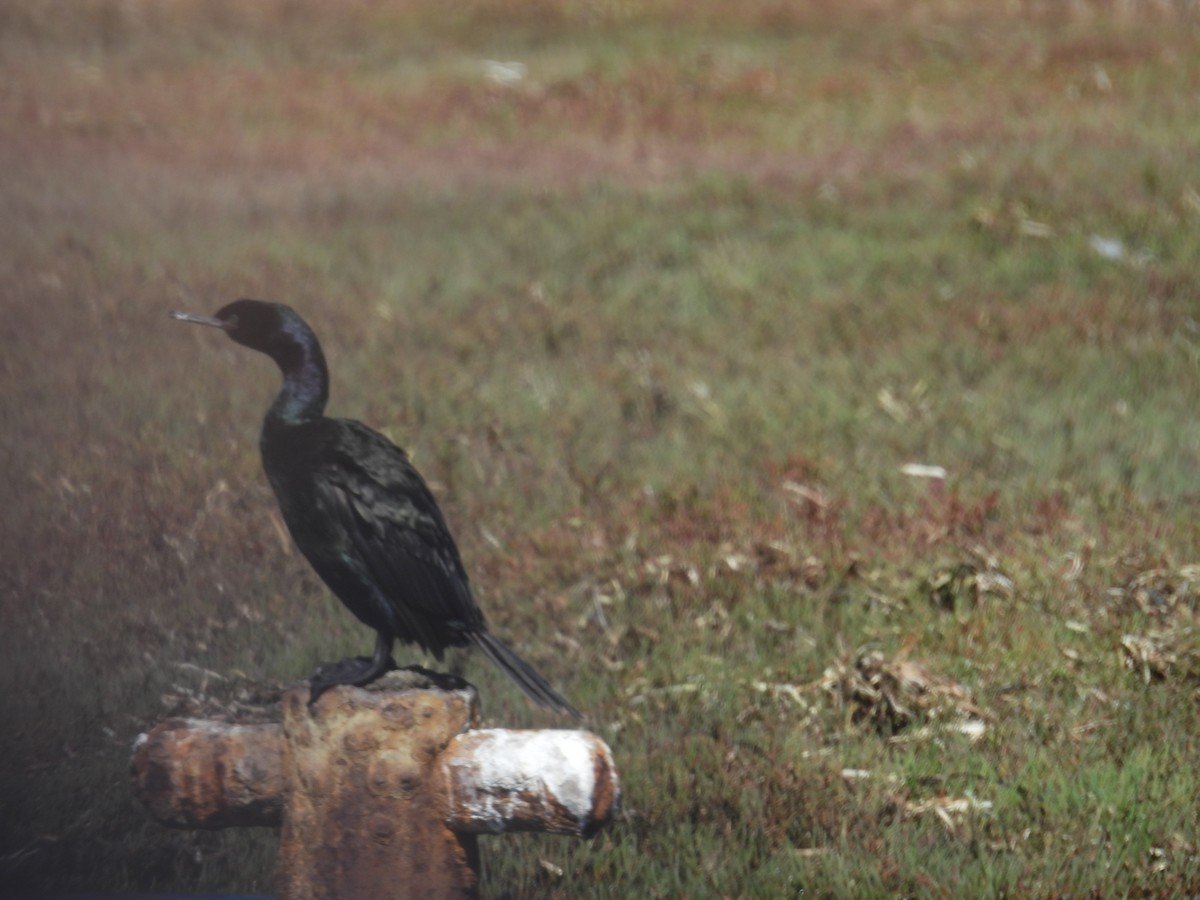 Pelagic Cormorant - ML643467956